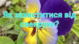 Як захиститися від свекрухи?