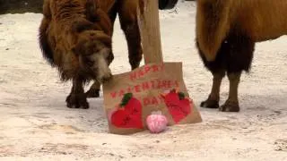 Animals Get Valentine's Day Treats - Cincinnati Zoo