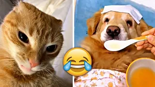 Funniest Animals 2023 🤣 - Funny Cats and Dogs 😹🐶  -Funny Animal Videos 😂#56