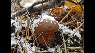 Собираем грибы по первому снегу !