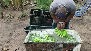 TODO O PROCESSO, COLHEITA, DESPENCA, LAVAGEM, E EMBALAMENTO DE BANANAS.