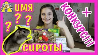 КАКОЕ ИМЯ ДАЛИ ХОМЯЧКУ СИРОТЕ? КОНКУРС! СПИННЕР!+ МОРЕ ПРИЗОВ!! Funny hamster / АЛИСА ИЗИ