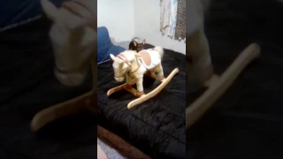 Dog vs rocking horse