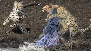 Crocodile Too Aggressive! Big Cat Really Escape From Crocodile Hunting – Hippo, Leopard vs Crocodile