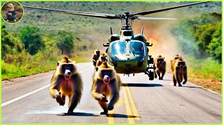 How Do Hunters And American Farmers Deal With Millions Of Wild Boars, Monkey, Baboon in the world P2