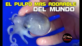 El Pulpo más adorable del mundo (Especies de Pulpos)