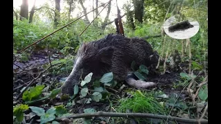 Great wild boar hunting in september