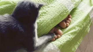 Funny cats waking up owners – Funny cat compilation