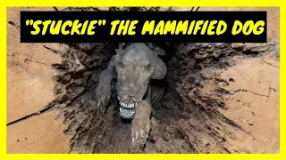 The Mummified Dog Who Has Been In A Tree Trunk For More Than 60 Years