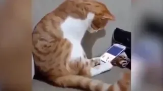 CAT WATCHING VIDEO OF OWNER PLAYING PIANO