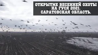 Открытие весенней охоты на гуся 2021. Саратовская область.