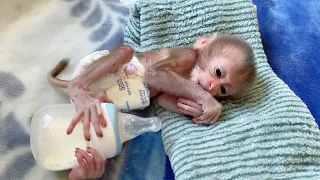 Most Cutie Baby Monkey DORN Catch Hold The Milk Bottle After Drink