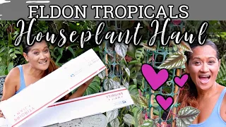 FAVORITE PLANTS FROM ELDON TROPICALS & Unboxing + How I displayed them, Houseplants, Plant Shopping