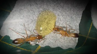 Camponotus santcus Koloni Birleştirme