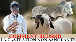 @COMMENT RÉUSSIR LA CASTRATION NON SANGLANTE CHEZ LES MOUTONS