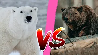 Polar bear vs Brown bear