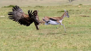 How Eagle Hunting Baby Gazelle Success