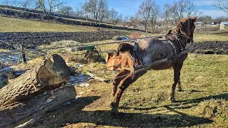 ЗАЇХАЛИ ДО ВАСИЛЯ В 📍 РУСІВ/ЛОШАТА НА ПРОДАЖУ/ПРОБА КОБИЛИ