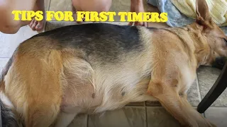 Tips for FIRST TIME PREGNANT DOG parents | Hunter's pregnancy journey FIRST LITTER PART 2