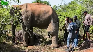 Humble elephant with a tumor in his leg gets treated by a Minister in charge of Wildlife