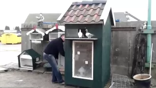 Pigeons come home from training