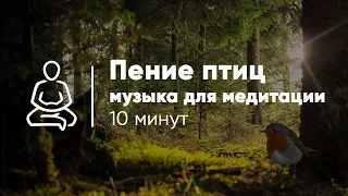 ПЕНИЕ ПТИЦ И МУЗЫКА ДЛЯ МЕДИТАЦИИ 10 минут