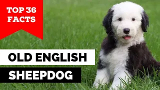 99% of Old English Sheepdog Owners Don't Know This