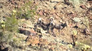 Erik Swanson's 2011 Arizona Desert Bighorn Sheep Hunt with Colburn and Scott Outfitters