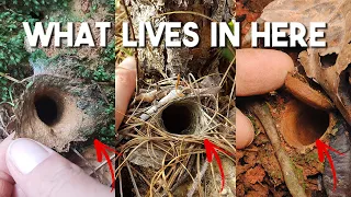 Finding Giant Trapdoor Spiders in Wild Australia