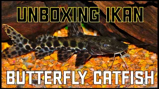 Unboxing Butterfly Catfish | Unboxing Ikan