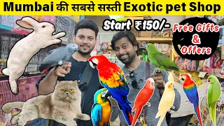 Mumbai Cheapest Pet Wholesale Market 2024 | सबसे सस्ती शॉप | Exotic Birds | Crawford Market Mumbai