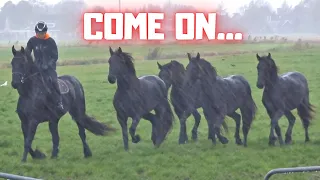 Are you coming along? Bad weather. Thick fur | Friesian Horses