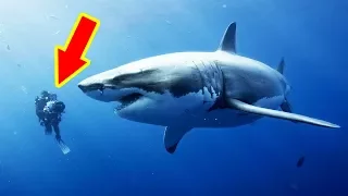 THE BIGGEST SHARKS Ever Caught (TOP 10)