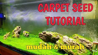 Aqua Scape carpet seed | sangat mudah & murah