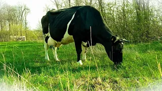 Корови на пасовищі 🌱🐄 сіно закінчилося і ніде купити😒 дощі не дають працювати 💧💪🇺🇦