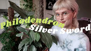 All About My Philodendron Silver Sword/Hastatum + How I Care For It