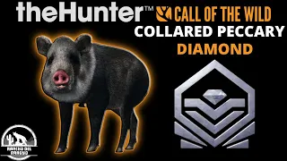 DIAMOND 😲 Collared Peccary (Grey) in theHunter Call of the Wild | RANCHO DEL ARROYO