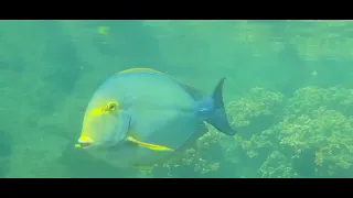 What does the Yellowfin Surgeonfish look like?