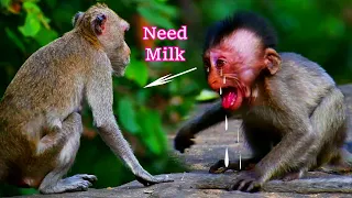 Too Hungry! Watch this Cute Little Monkey Begging for Breastfeeding! @searchlifenatural