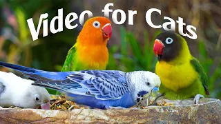 Cat TV: 1 Hour Of Birds For Your Cat's Viewing Pleasure! - Video For Cats For Cats To Watch Bird