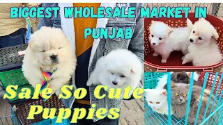 Biggest Dog Show of Punjab India 😘 So Cute Breeds|| Wholesale Puppy Market in Punjab||