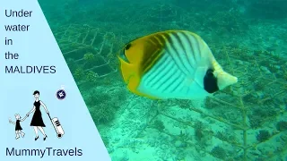 Snorkelling in Maldives with kids - reef snorkelling for beginners