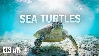 Sea Turtle Journeys: Underwater Meditative Ocean Turtles