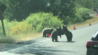 Traffic Stops to Watch Grizzly Bear Cubs Wrestling on Road