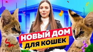 НОВЫЙ ДОМ ДЛЯ БОЛЬШИХ КОШЕК! | NEW HOUSE FOR BIG CATS!