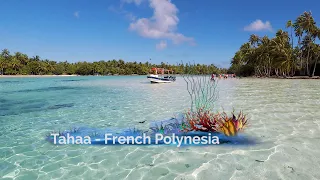 Coral Gardens Drift Snorkeling Tahaa French Polynesia Windstar Cruises