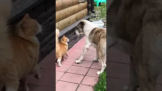 АЛАБАЙ и его коты || ALABAI DOG and CATS