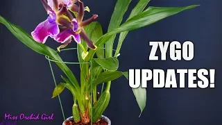 Zygopetalum Orchids - Update and repot