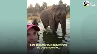 Elefante de 49 años da sus primeros pasos libres 🥹 | El Dodo