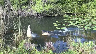 Crocodile Vs Gator Shark Valley Everglades NPS